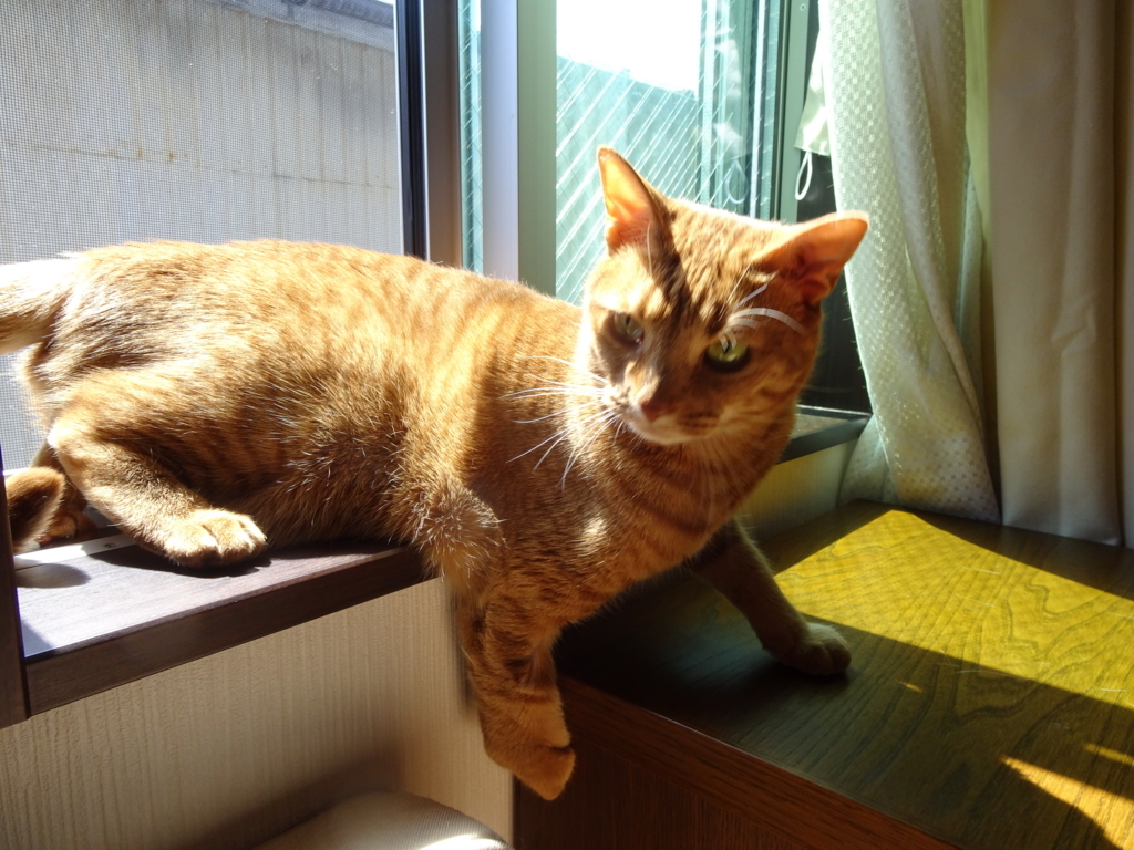 f:id:hiro-beans-attack-no1:20180421195535j:plain