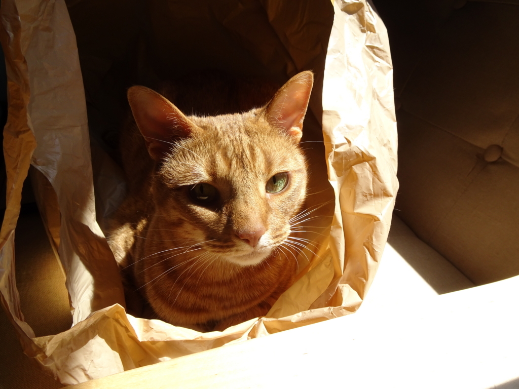 f:id:hiro-beans-attack-no1:20180421195720j:plain