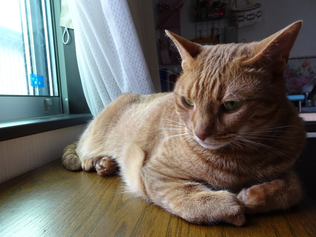 f:id:hiro-beans-attack-no1:20180503195703j:plain