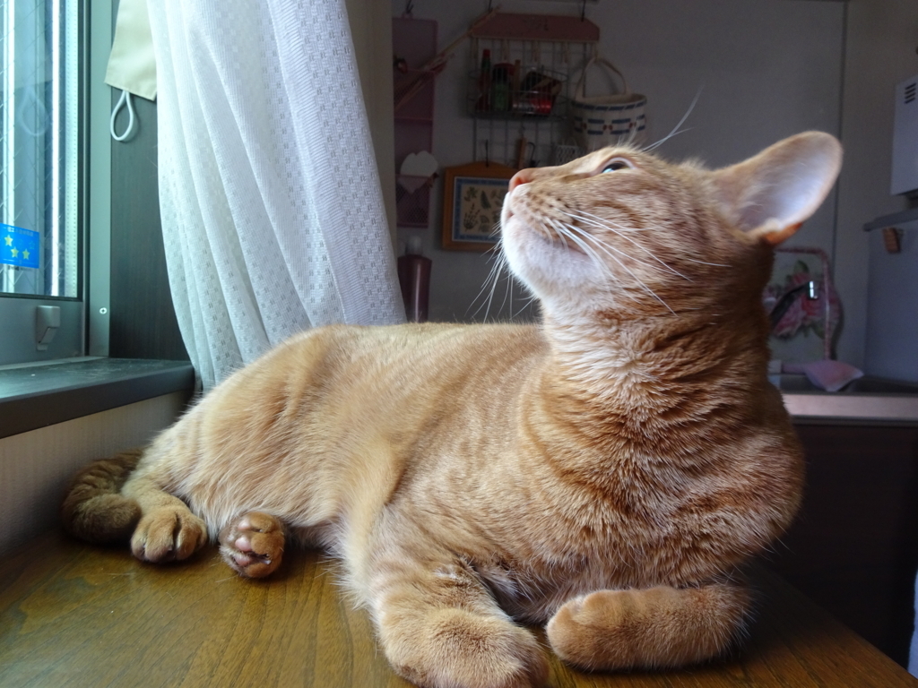 f:id:hiro-beans-attack-no1:20180503201306j:plain