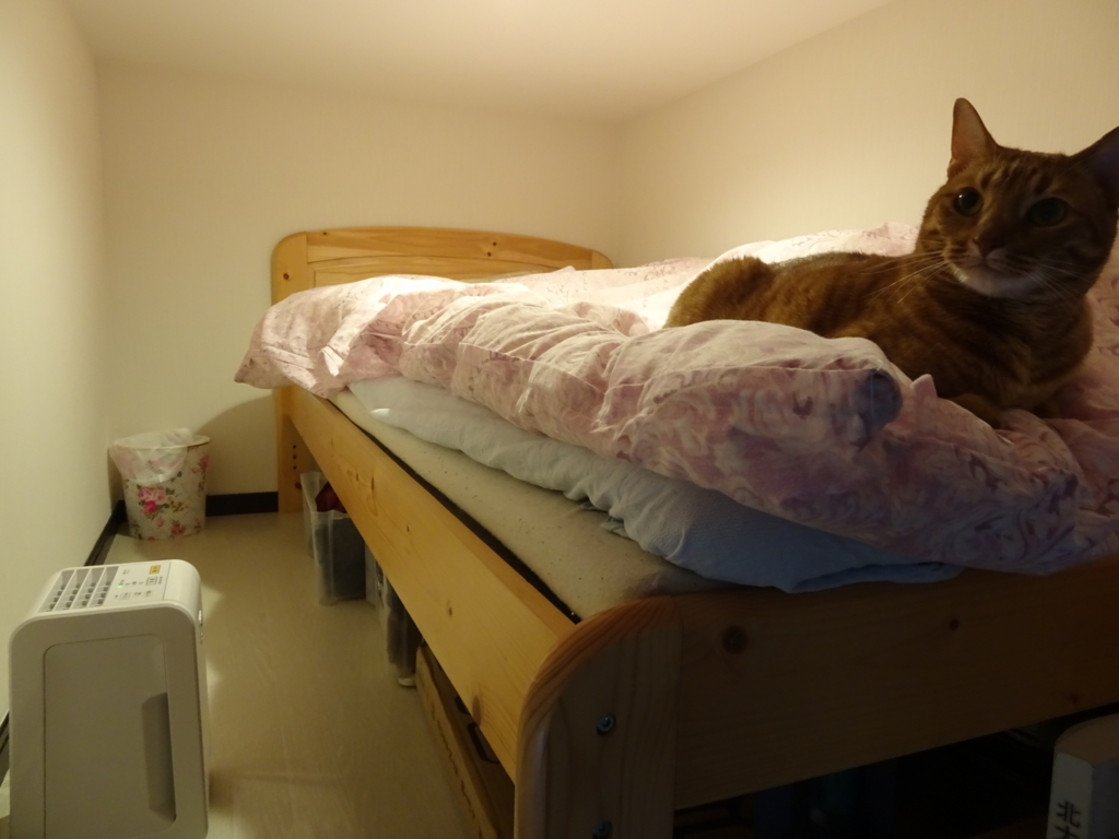 f:id:hiro-beans-attack-no1:20180507145444j:plain f:id:hiro-beans-attack-no1:20180507145444j:plain