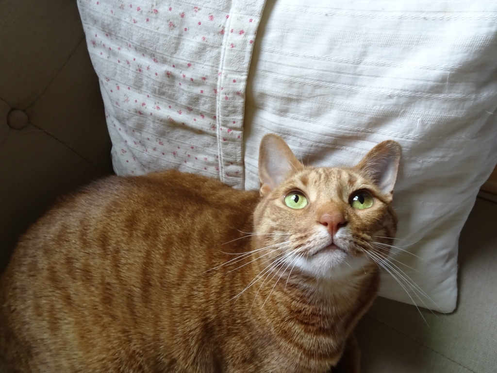 f:id:hiro-beans-attack-no1:20180507153908j:plain f:id:hiro-beans-attack-no1:20180507153908j:plain