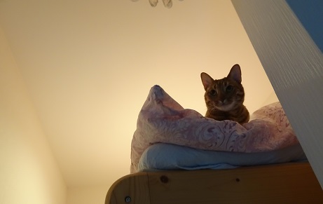 f:id:hiro-beans-attack-no1:20180507155356j:plain f:id:hiro-beans-attack-no1:20180507155356j:plain