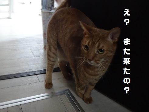 f:id:hiro-beans-attack-no1:20180614193817j:plain f:id:hiro-beans-attack-no1:20180614193817j:plain