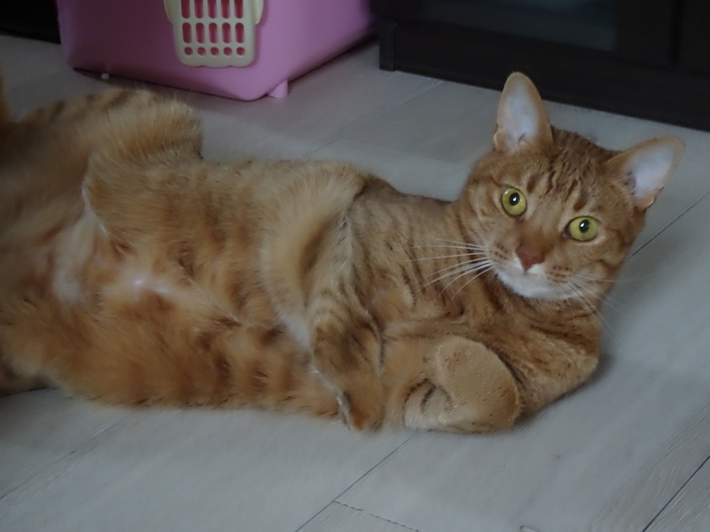 f:id:hiro-beans-attack-no1:20180618200039j:plain