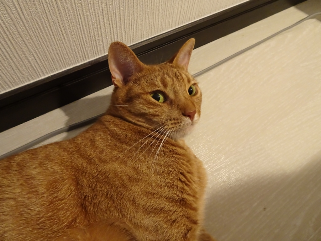 f:id:hiro-beans-attack-no1:20180628204113j:plain