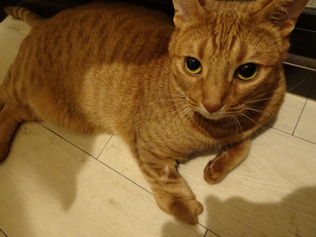 f:id:hiro-beans-attack-no1:20180706135548j:plain