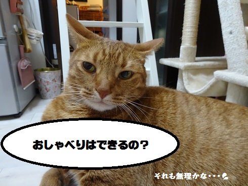 f:id:hiro-beans-attack-no1:20180828185930j:plain