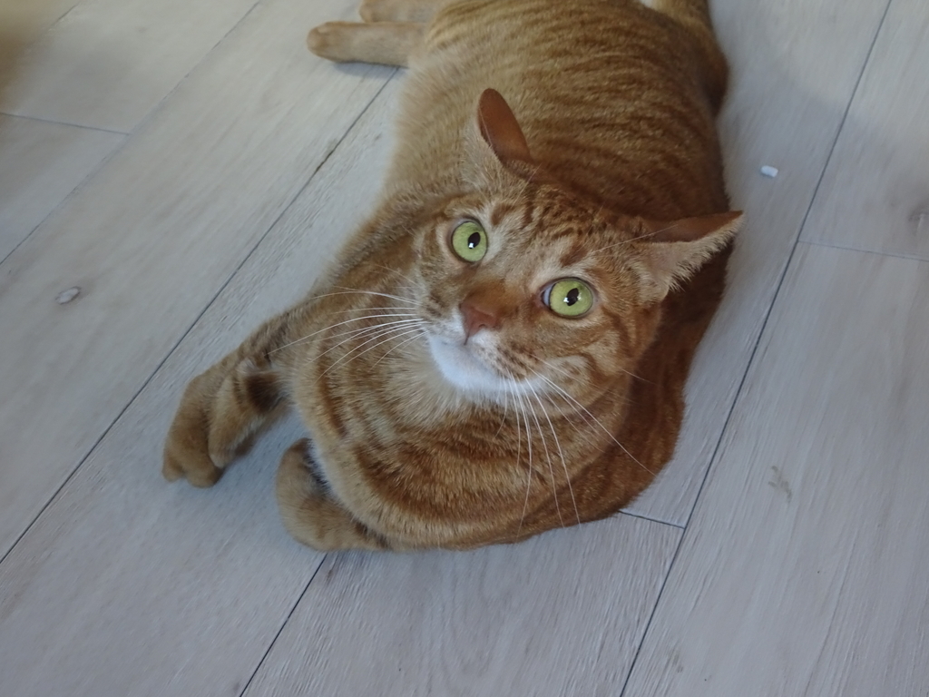 f:id:hiro-beans-attack-no1:20181001211408j:plain