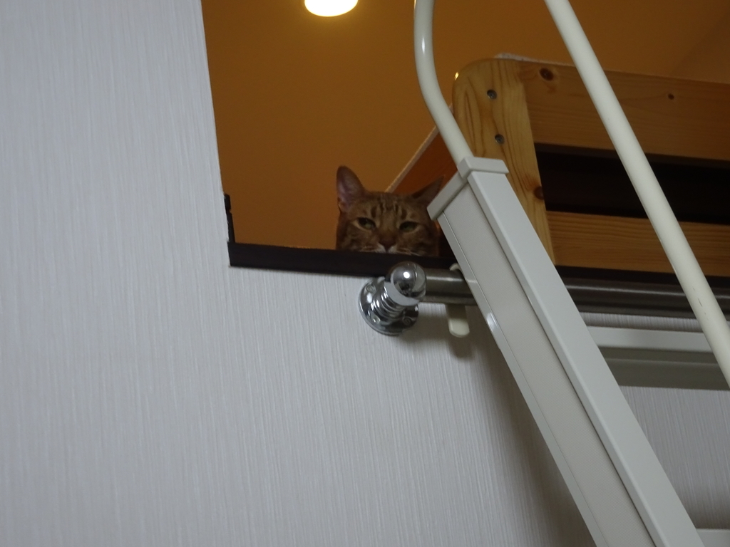 f:id:hiro-beans-attack-no1:20181006200410j:plain f:id:hiro-beans-attack-no1:20181006200410j:plain