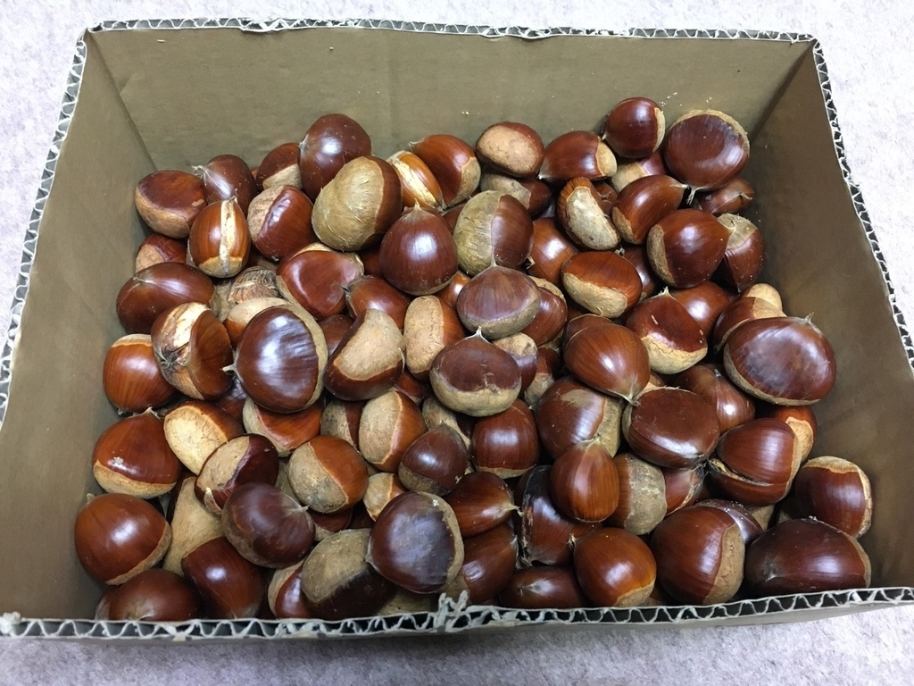 f:id:hiro-beans-attack-no1:20181024194949j:plain f:id:hiro-beans-attack-no1:20181024194949j:plain