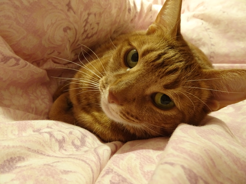 f:id:hiro-beans-attack-no1:20181105215637j:plain