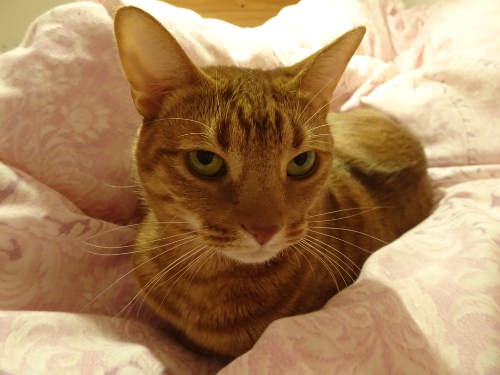 f:id:hiro-beans-attack-no1:20181105220328j:plain