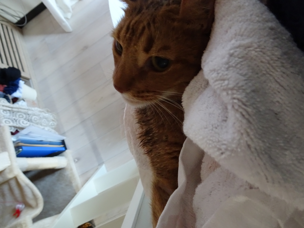 f:id:hiro-beans-attack-no1:20181110192436j:plain