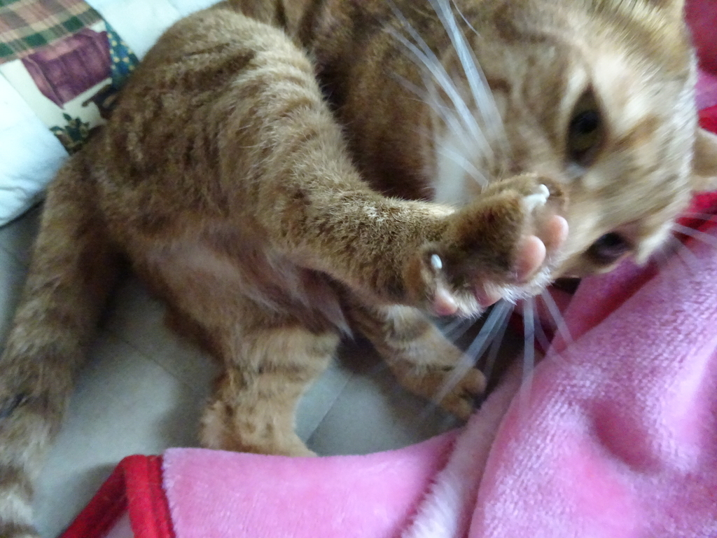 f:id:hiro-beans-attack-no1:20181110192952j:plain