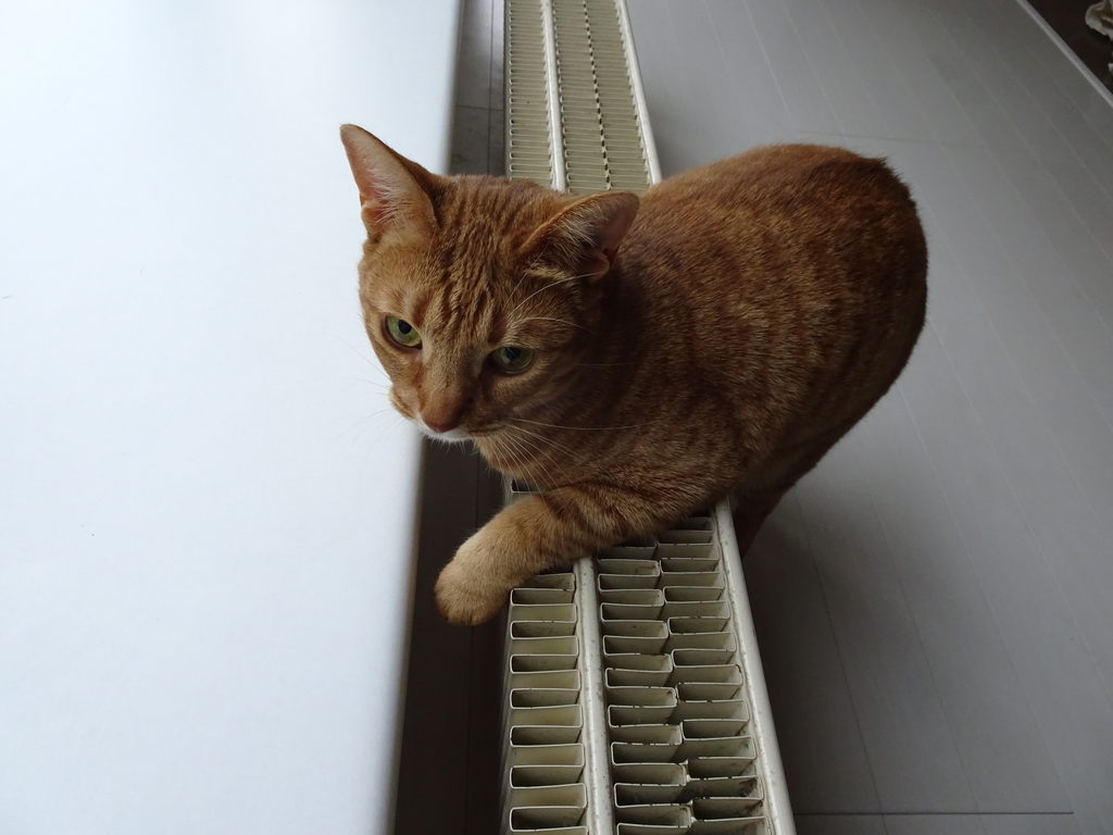 f:id:hiro-beans-attack-no1:20181110194422j:plain