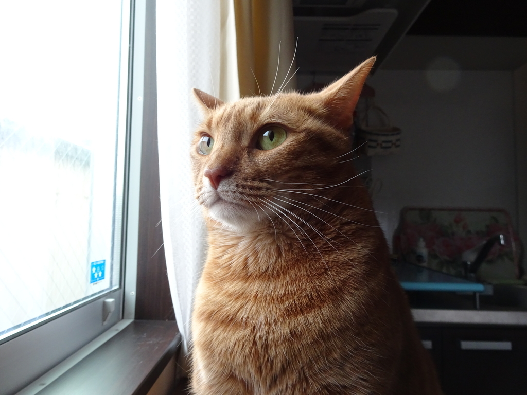 f:id:hiro-beans-attack-no1:20181115155133j:plain
