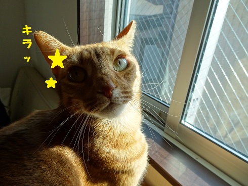 f:id:hiro-beans-attack-no1:20181119185015j:plain