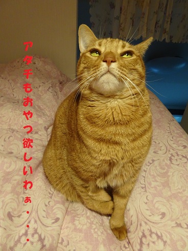 f:id:hiro-beans-attack-no1:20181119185210j:plain