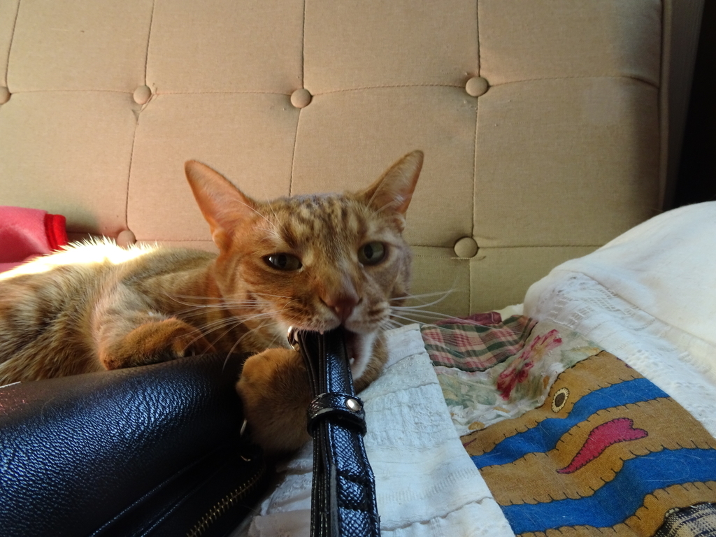 f:id:hiro-beans-attack-no1:20190108201119j:plain