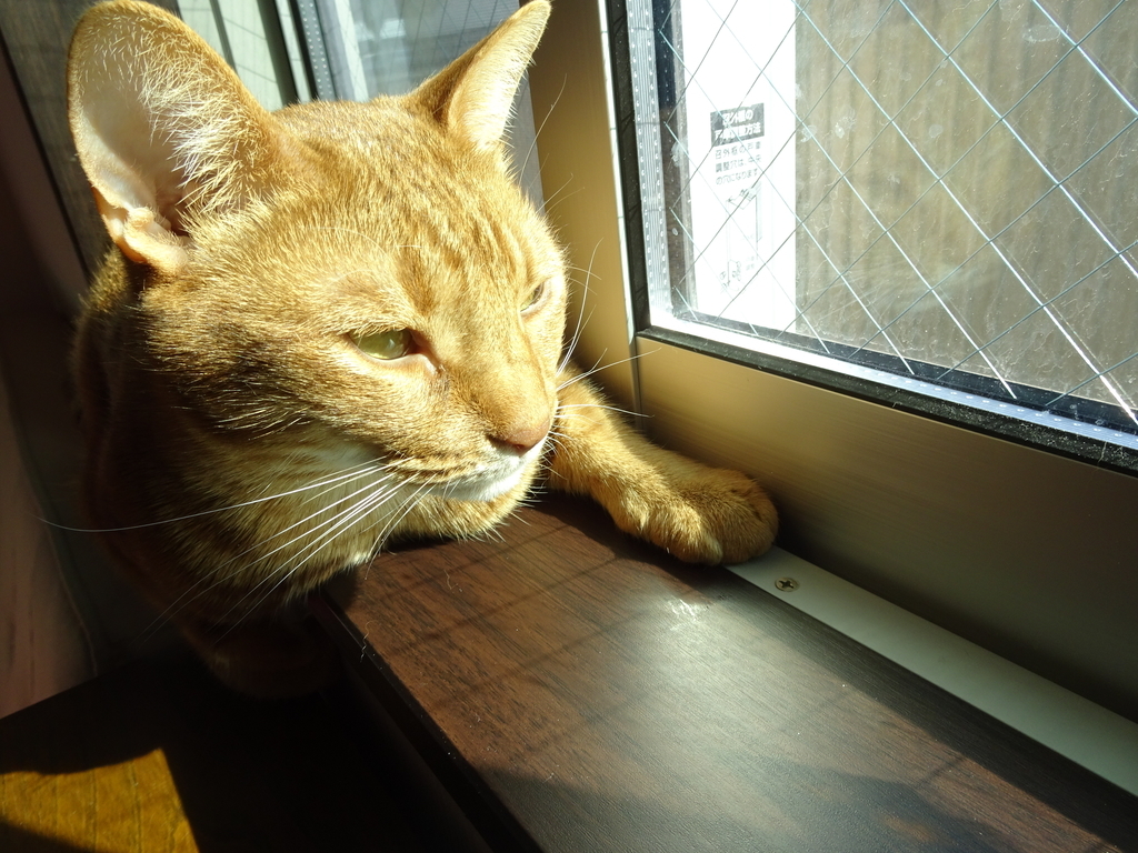 f:id:hiro-beans-attack-no1:20190204215501j:plain