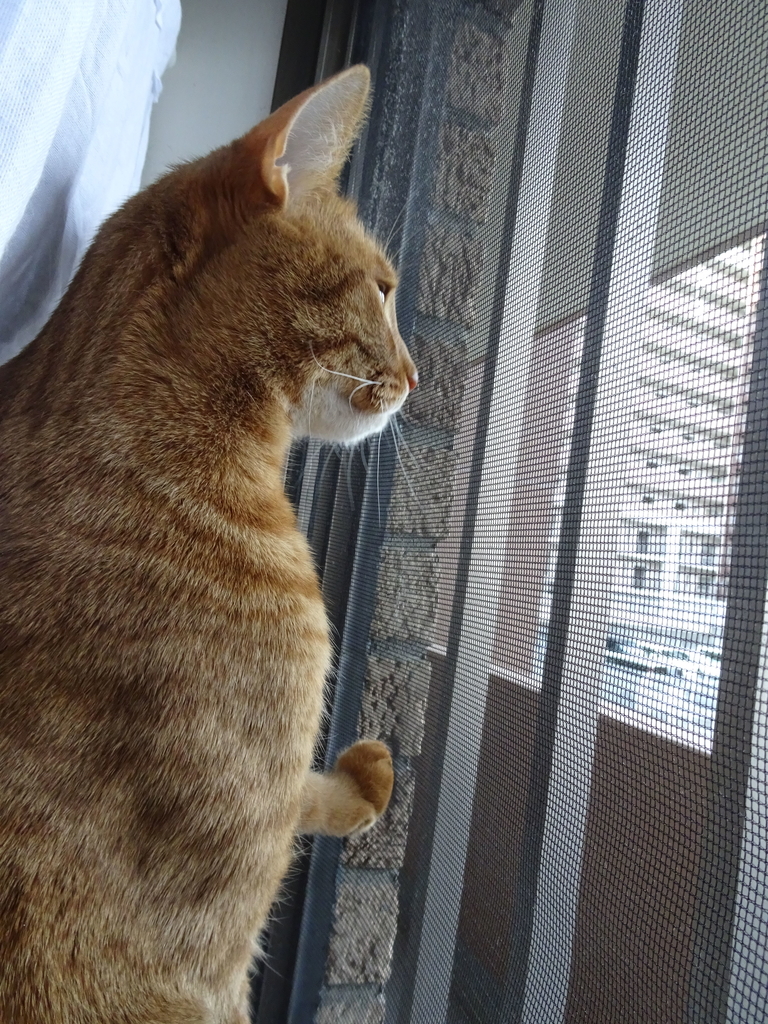 f:id:hiro-beans-attack-no1:20190214185739j:plain