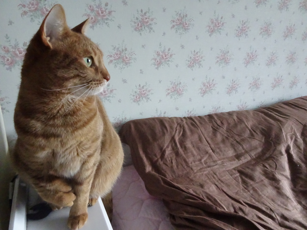 f:id:hiro-beans-attack-no1:20190214191454j:plain