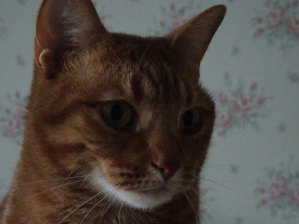 f:id:hiro-beans-attack-no1:20190214192203j:plain