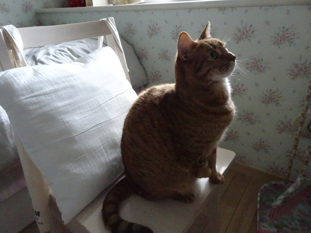 f:id:hiro-beans-attack-no1:20190217195225j:plain