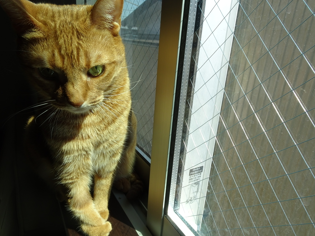 f:id:hiro-beans-attack-no1:20190324163729j:plain