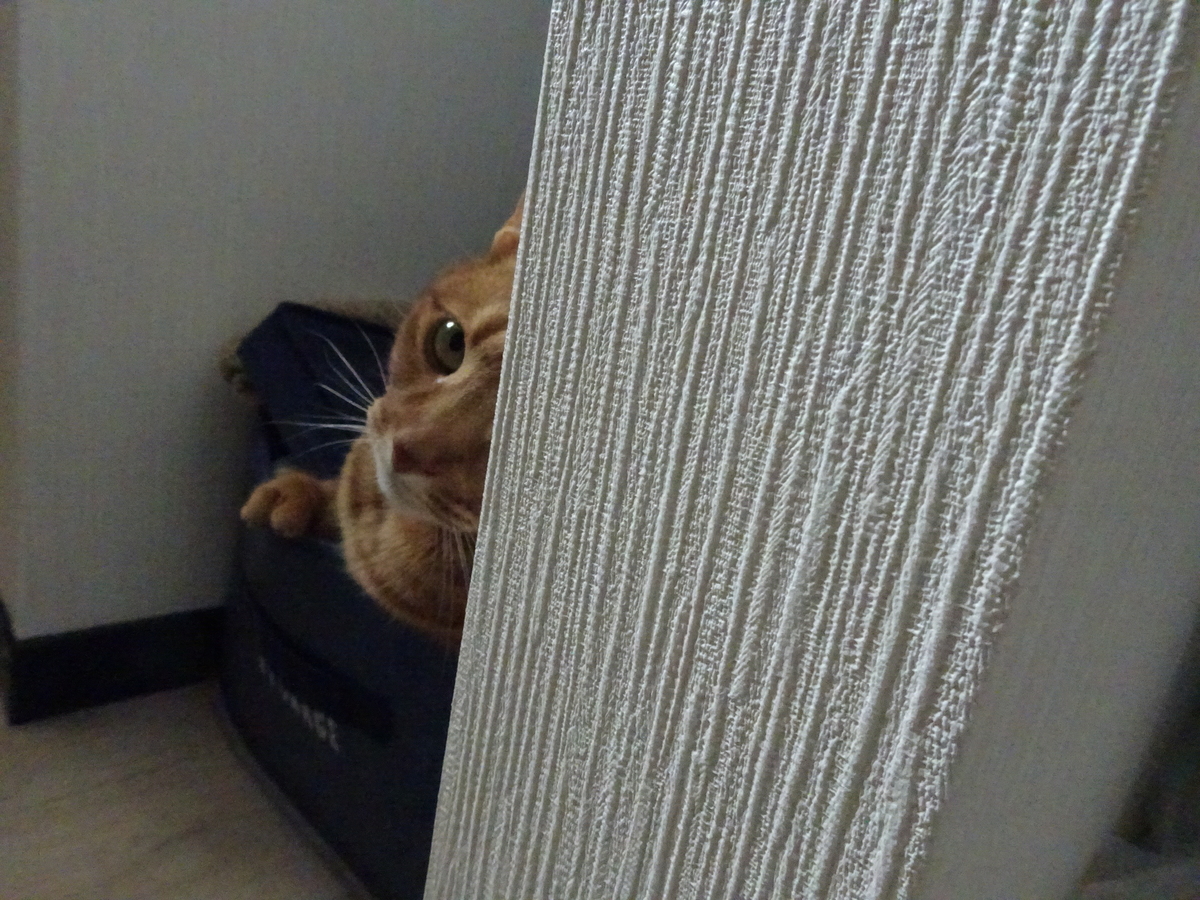 f:id:hiro-beans-attack-no1:20190325210806j:plain