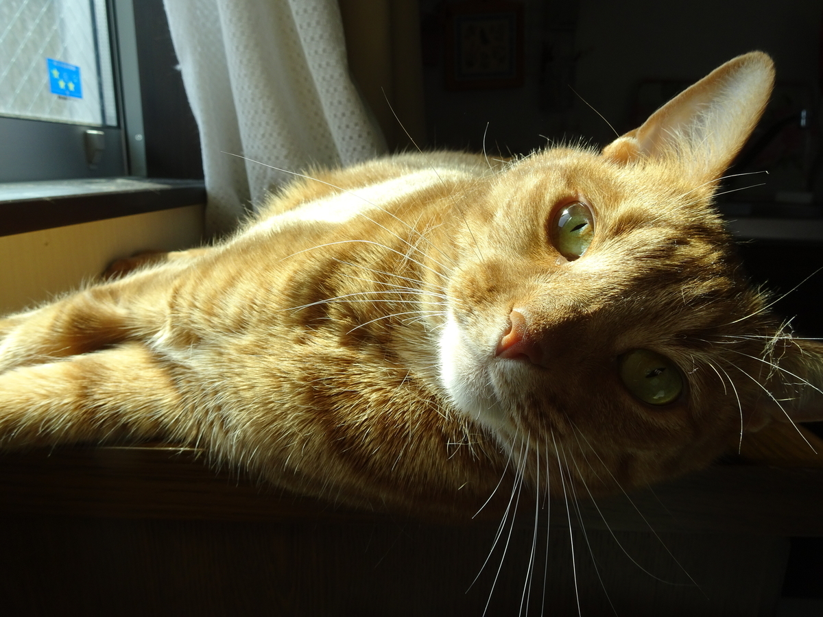 f:id:hiro-beans-attack-no1:20190325211703j:plain