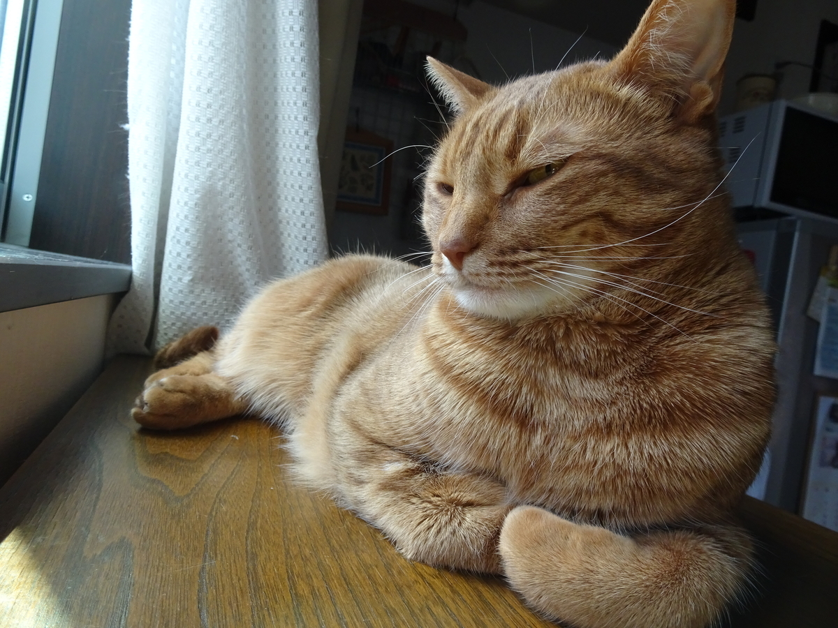 f:id:hiro-beans-attack-no1:20190325212104j:plain