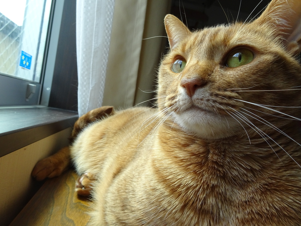 f:id:hiro-beans-attack-no1:20190406190533j:plain
