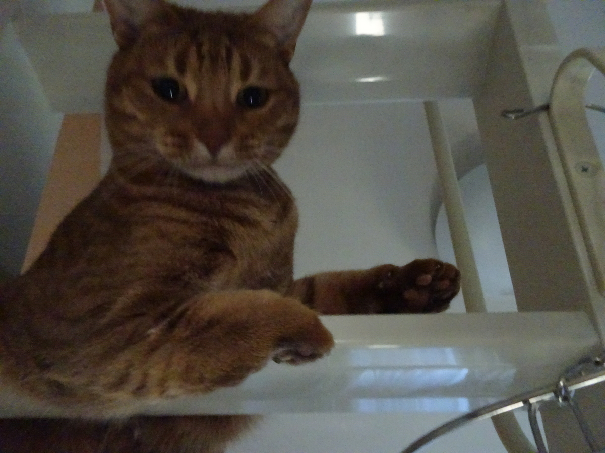 f:id:hiro-beans-attack-no1:20190406191154j:plain