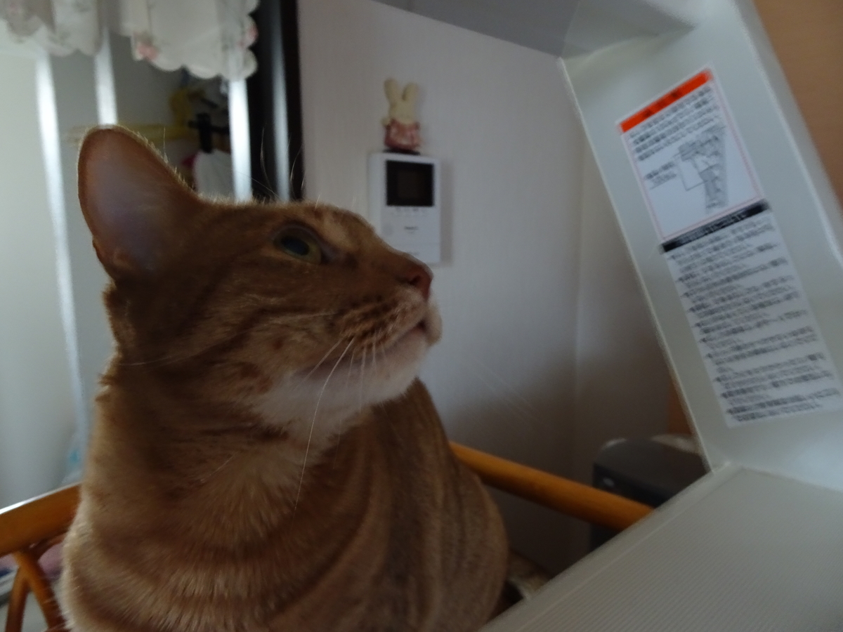 f:id:hiro-beans-attack-no1:20190406192005j:plain