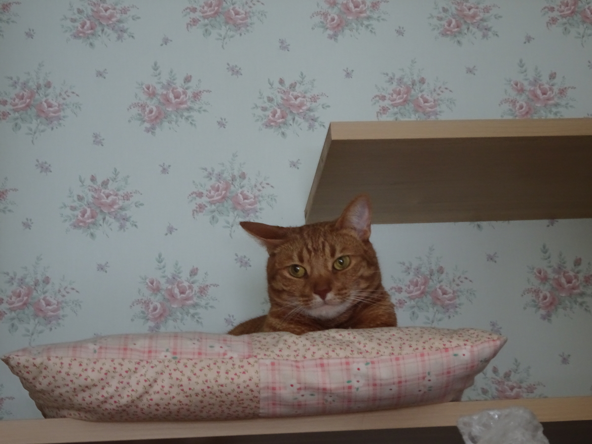 f:id:hiro-beans-attack-no1:20190427212237j:plain