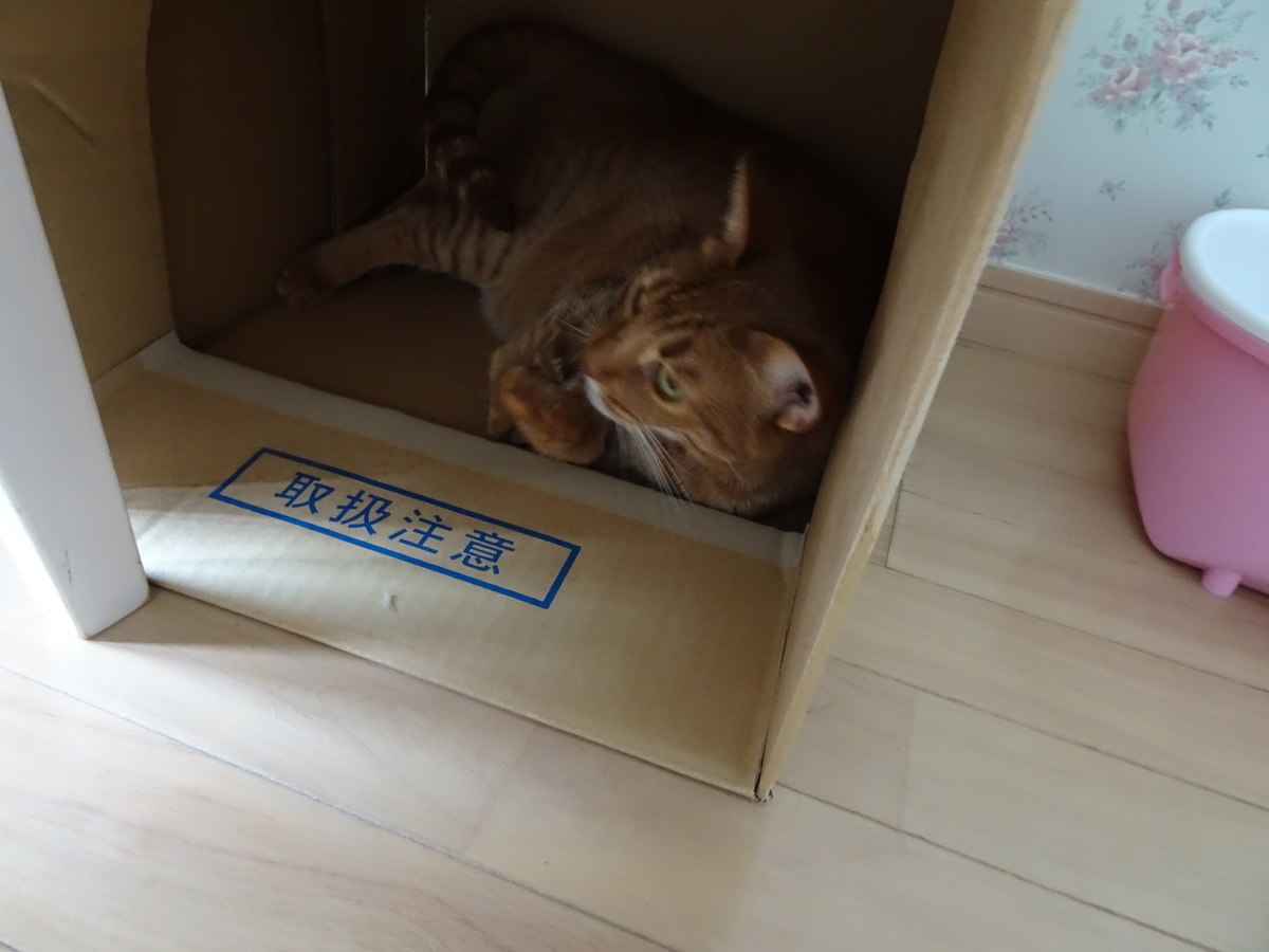 f:id:hiro-beans-attack-no1:20190530211716j:plain f:id:hiro-beans-attack-no1:20190530211716j:plain