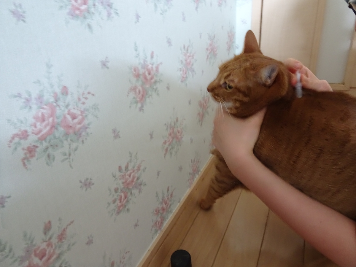 f:id:hiro-beans-attack-no1:20190530212005j:plain f:id:hiro-beans-attack-no1:20190530212005j:plain