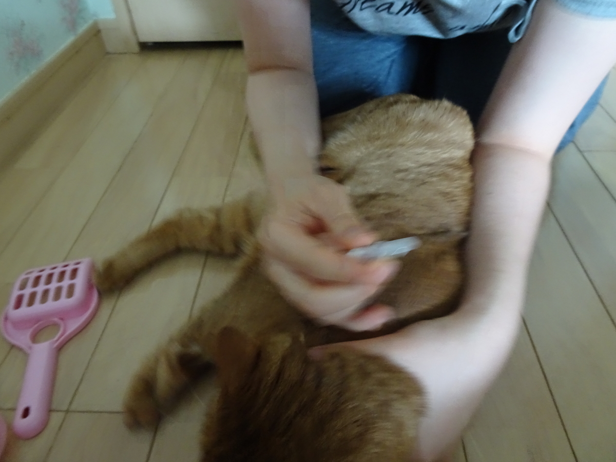 f:id:hiro-beans-attack-no1:20190530212207j:plain f:id:hiro-beans-attack-no1:20190530212207j:plain