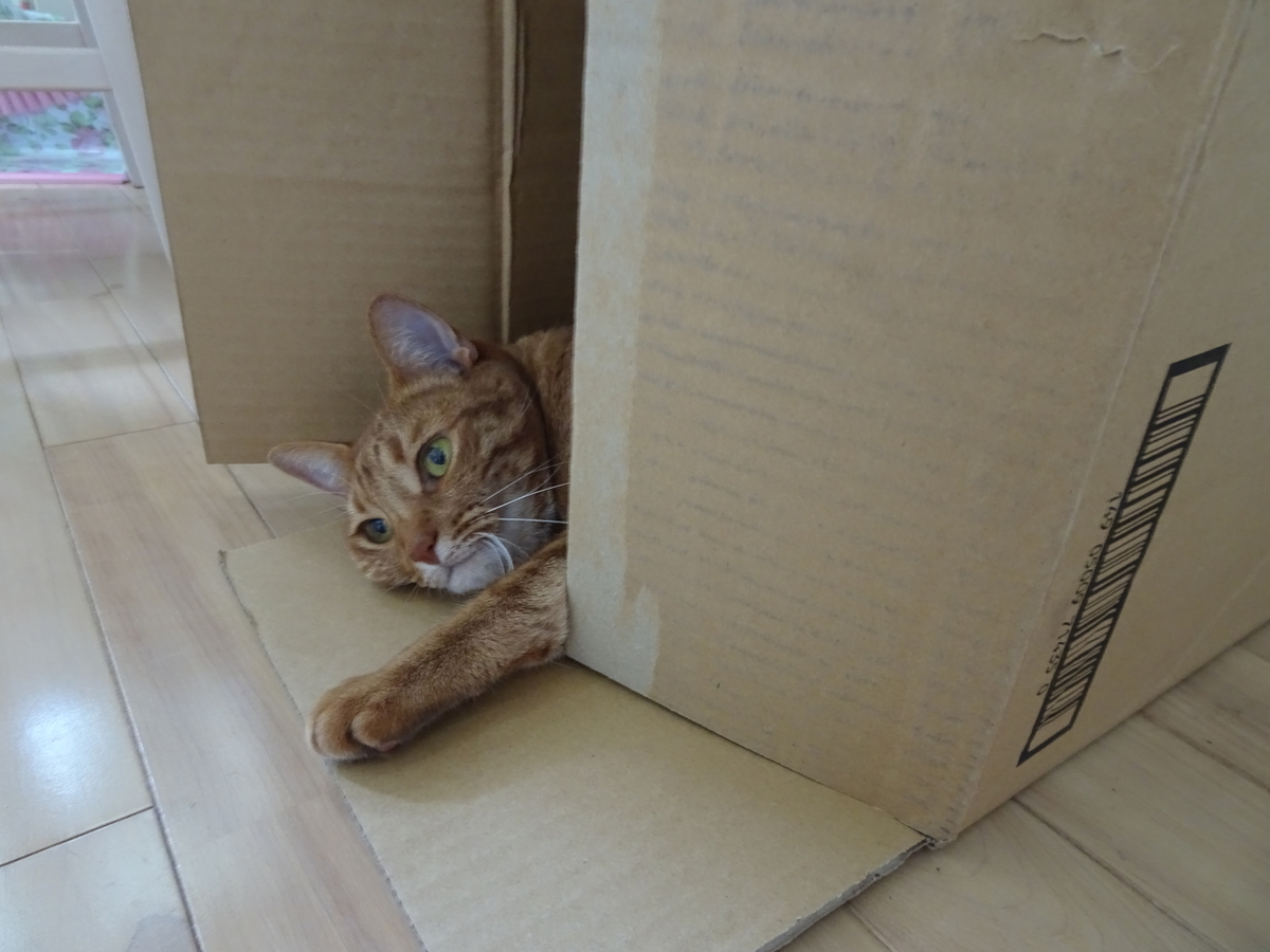 f:id:hiro-beans-attack-no1:20190530213148j:plain f:id:hiro-beans-attack-no1:20190530213148j:plain