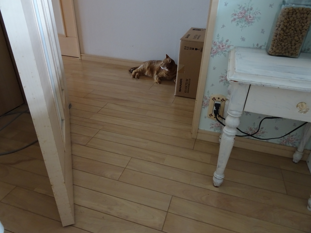 f:id:hiro-beans-attack-no1:20190613193936j:plain f:id:hiro-beans-attack-no1:20190613193936j:plain