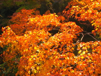 f:id:hiro-jp:20121116152459j:image