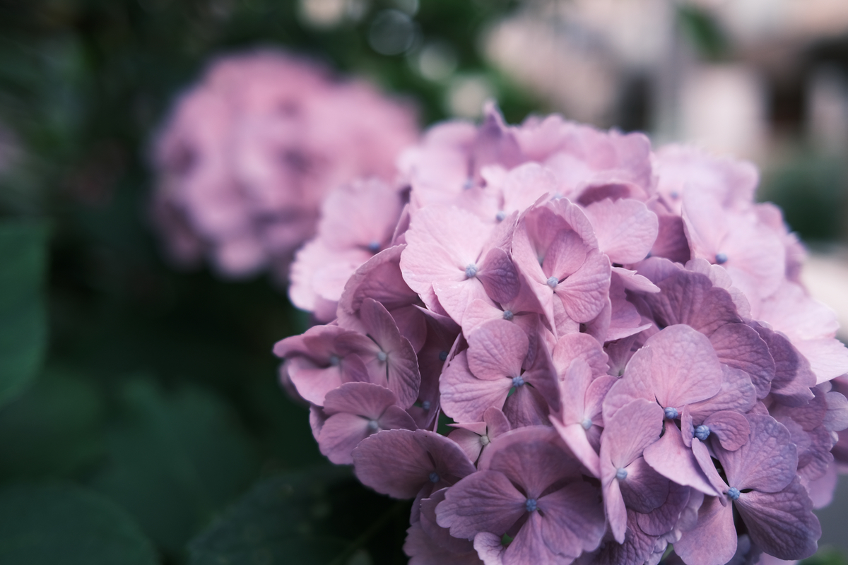 f:id:hiro-kuro:20210607223112j:plain