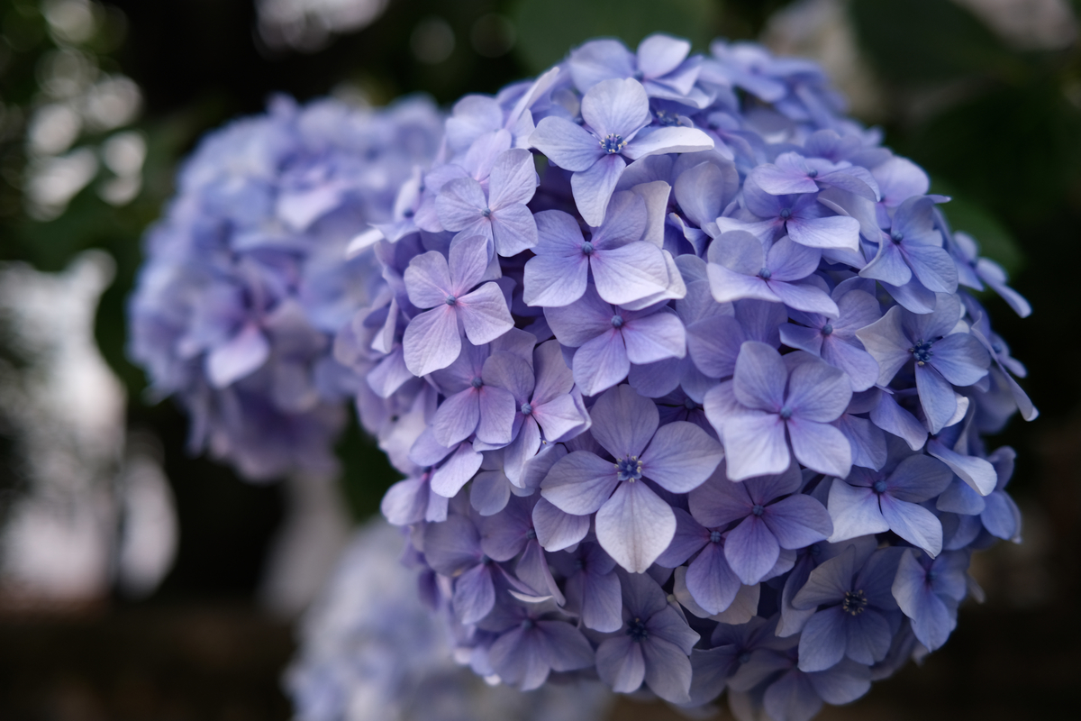 f:id:hiro-kuro:20210607223115j:plain