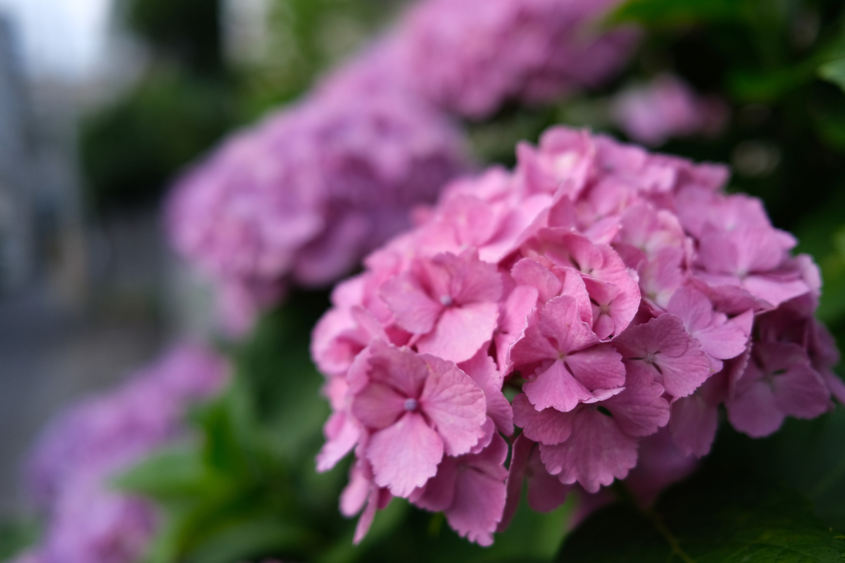 f:id:hiro-kuro:20210607223256j:plain
