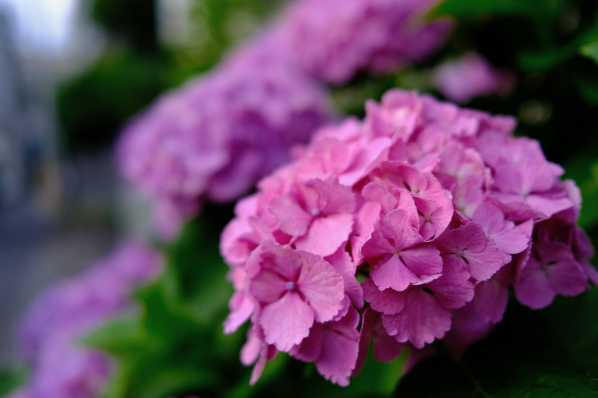 f:id:hiro-kuro:20210607223300j:plain