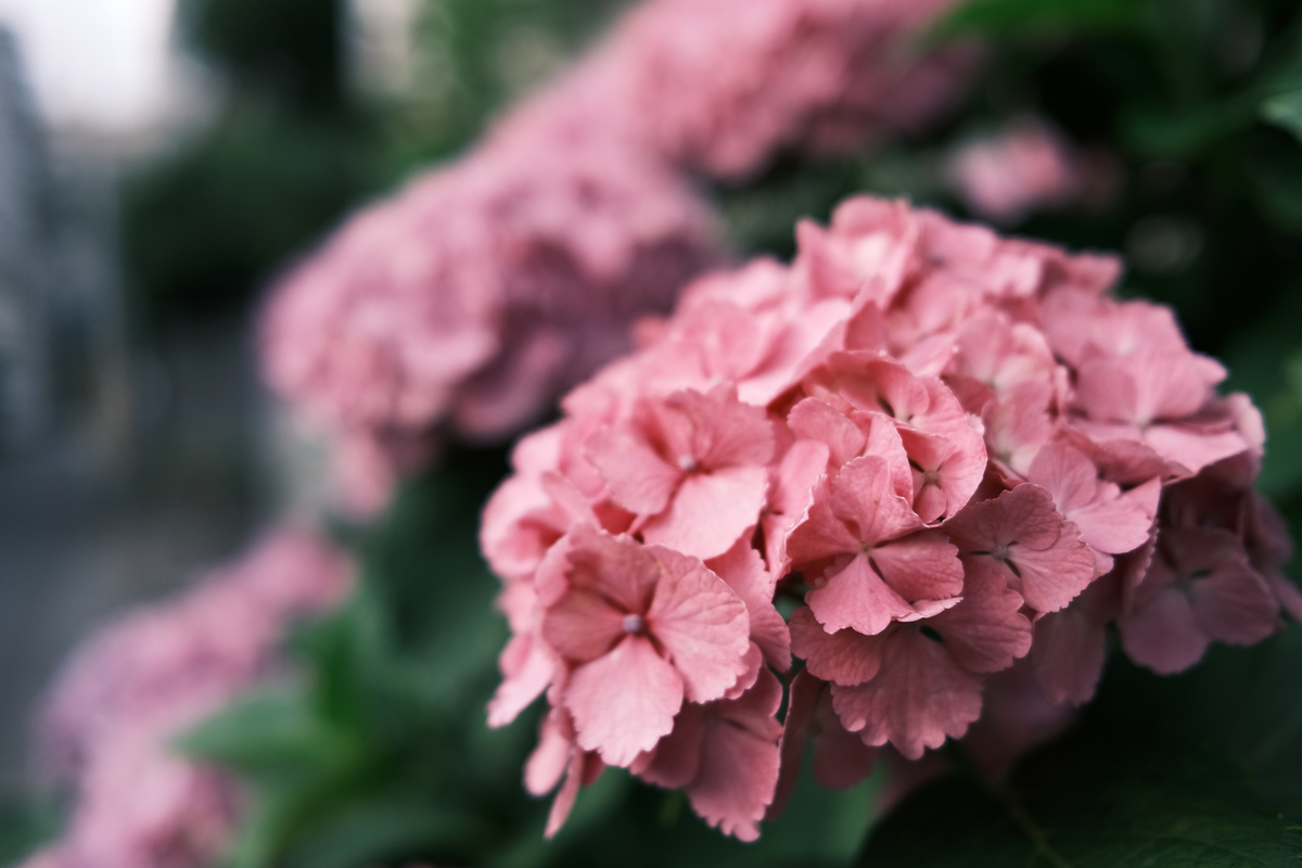 f:id:hiro-kuro:20210607223304j:plain