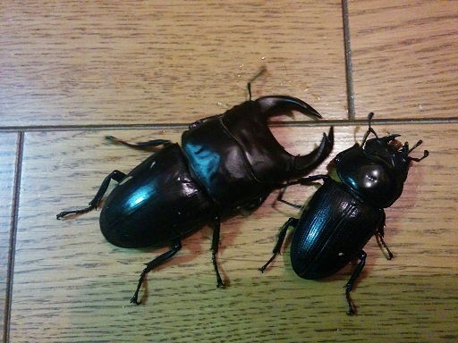 f:id:hiro-loglog:20170701211726j:plain