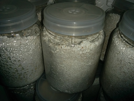 f:id:hiro-loglog:20170719054425j:plain f:id:hiro-loglog:20170719054425j:plain